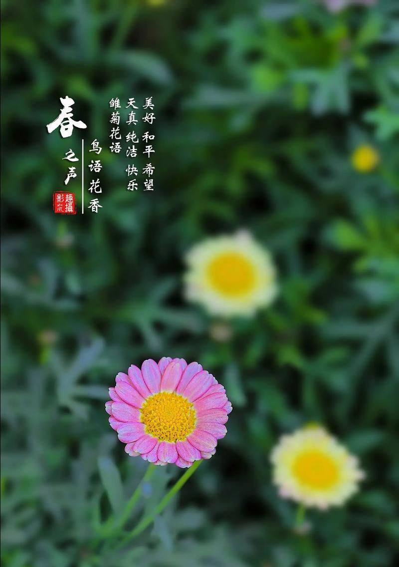 雏菊有哪些花语？寓意是什么？