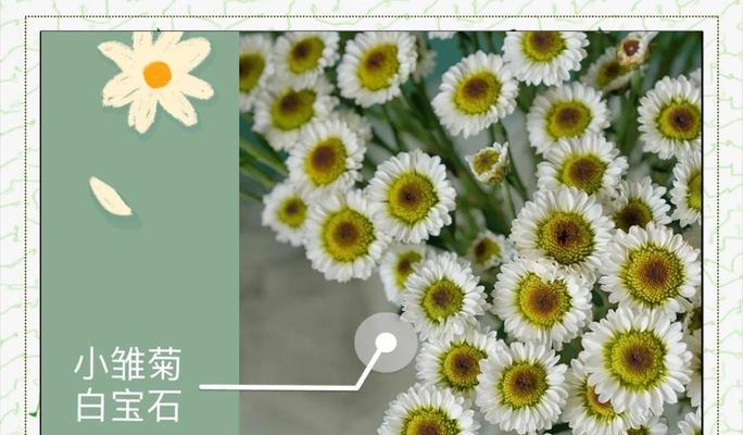 雏菊有哪些花语？寓意是什么？