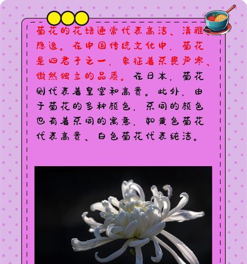 雏菊有哪些花语？寓意是什么？