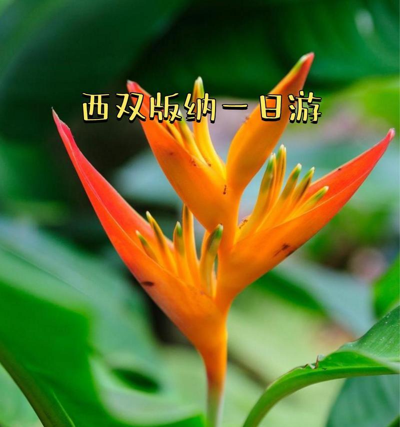 不同花卉的开放时间有什么区别？
