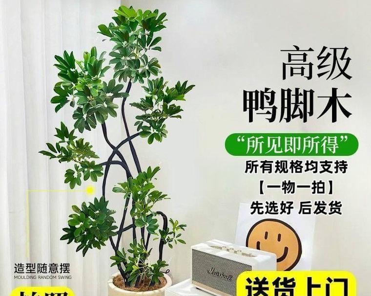 鸭掌木叶子掉光了怎么办？如何变茂盛？