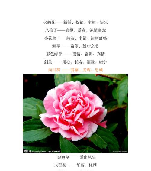碧桃与梅花有什么细微差别？如何区分？