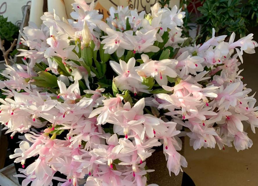 春天再旱这6种花也别喷水？为什么一喷就烂叶掉苞？