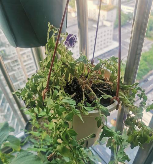 春天再旱这6种花也别喷水？为什么一喷就烂叶掉苞？