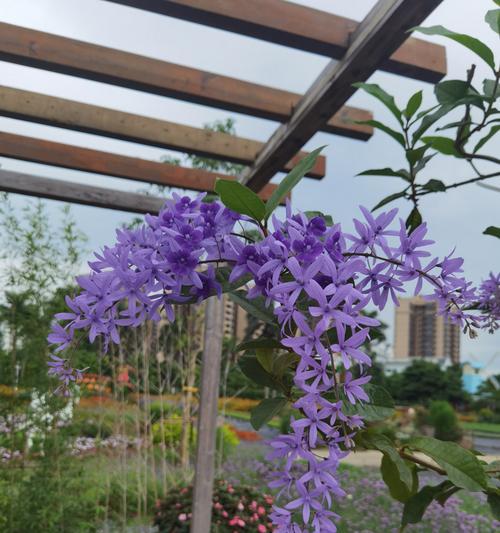 紫藤花品种盘点？有哪些值得推荐的紫藤花品种？