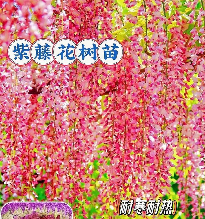 紫藤花品种盘点？有哪些值得推荐的紫藤花品种？