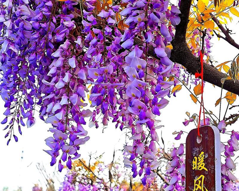 紫藤花品种盘点？有哪些值得推荐的紫藤花品种？
