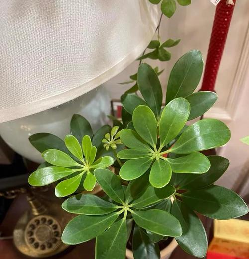 鸭脚木盆栽的养殖方法？如何正确养殖鸭脚木盆栽？
