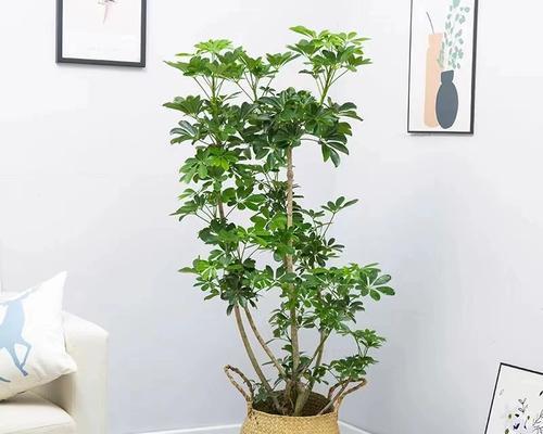 鸭脚木盆栽的养殖方法？如何正确养殖鸭脚木盆栽？
