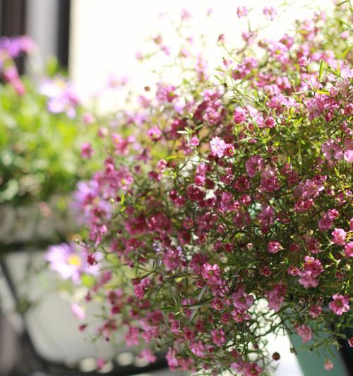 满天星阳台种植指南？从养护到盛花期的全程记录是什么？
