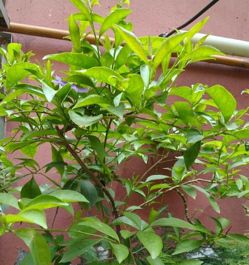 满天星阳台种植指南？从养护到盛花期的全程记录是什么？