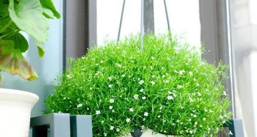 满天星阳台种植指南？从养护到盛花期的全程记录是什么？