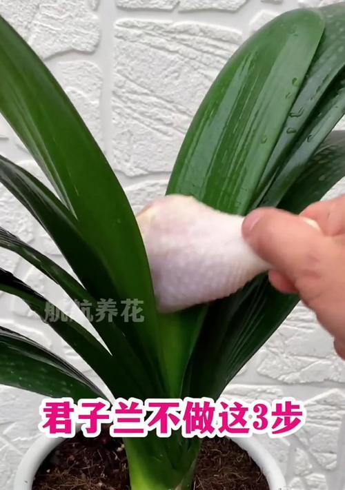 君子兰无根小苗的养护技巧有哪些？