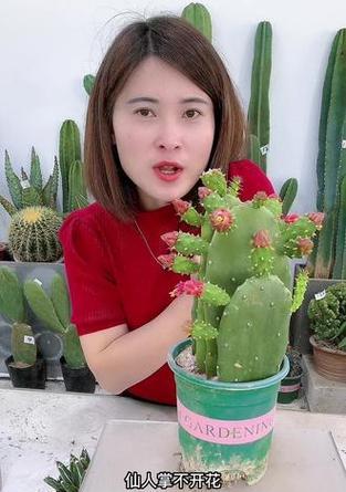 手观音仙人掌怎么不开花？不开花的原因和解决方法是什么？