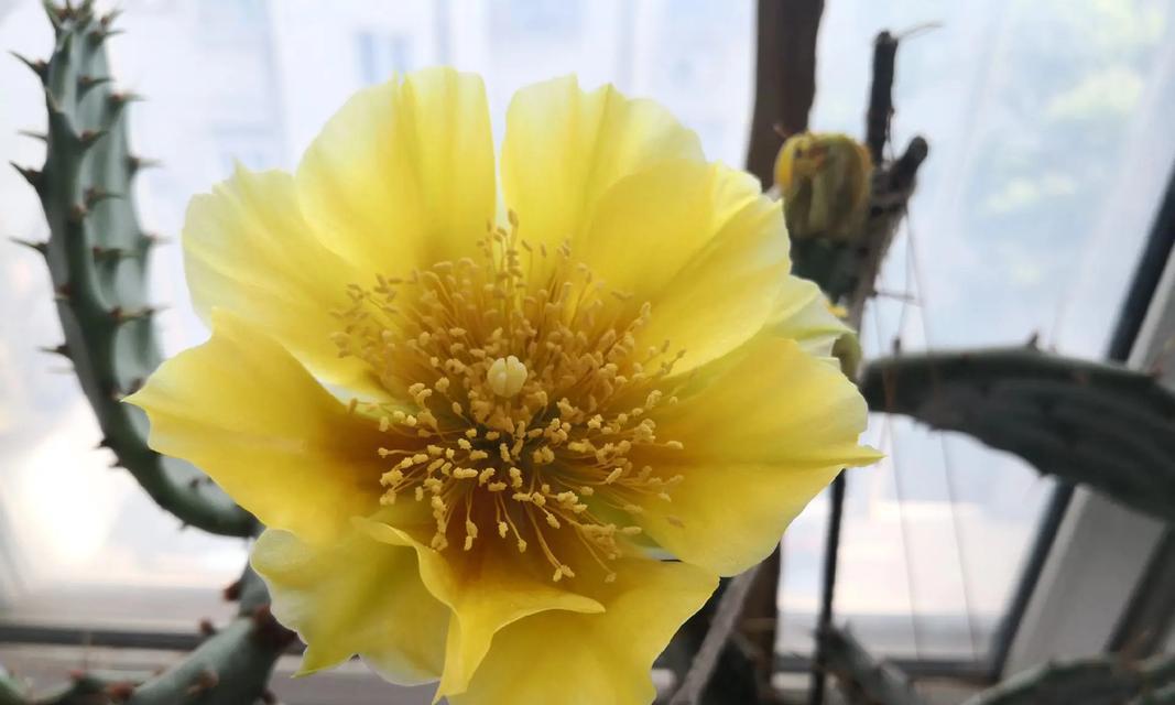 手观音仙人掌怎么不开花？不开花的原因和解决方法是什么？