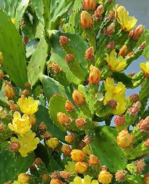 手观音仙人掌怎么不开花？不开花的原因和解决方法是什么？