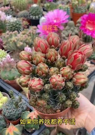 哪些仙人球植物是无毒的？适合家庭常养吗？