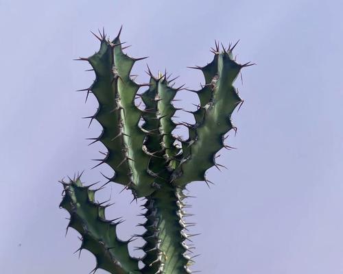 哪些仙人球植物是无毒的？适合家庭常养吗？