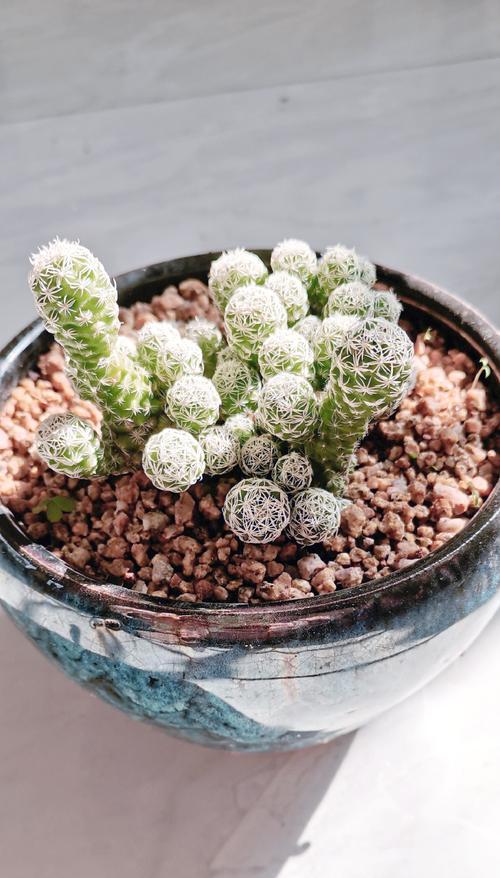哪些仙人球植物是无毒的？适合家庭常养吗？