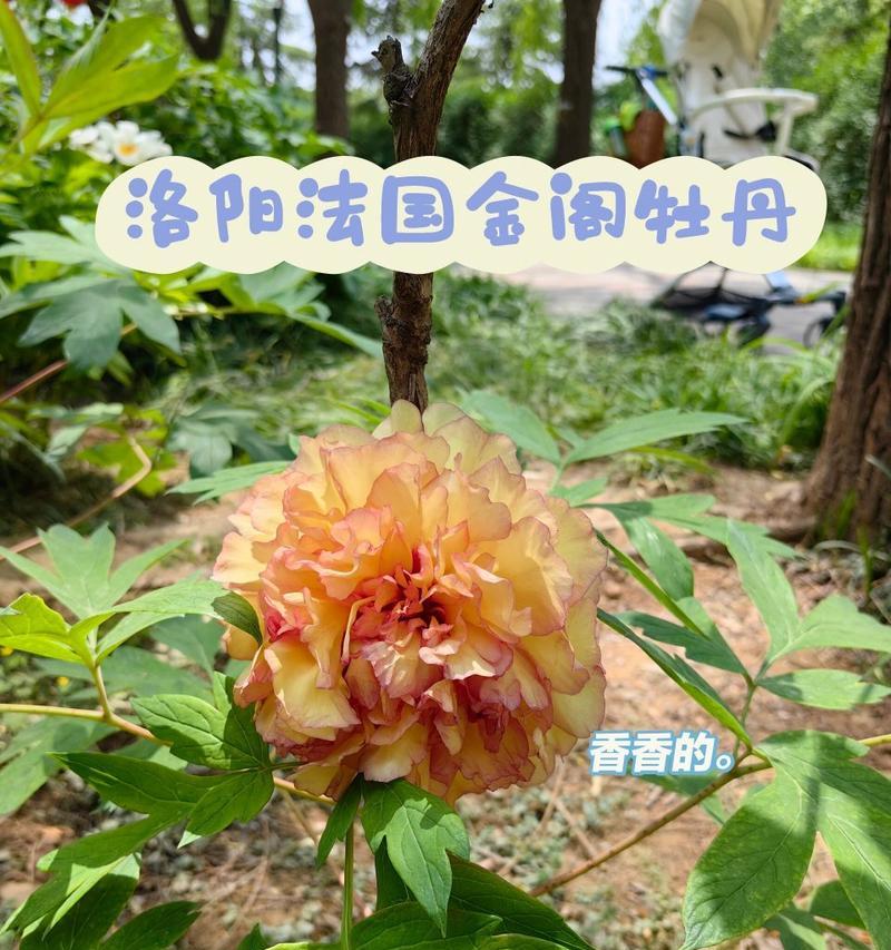牡丹花金阁好养吗？正确的养护方法是什么？