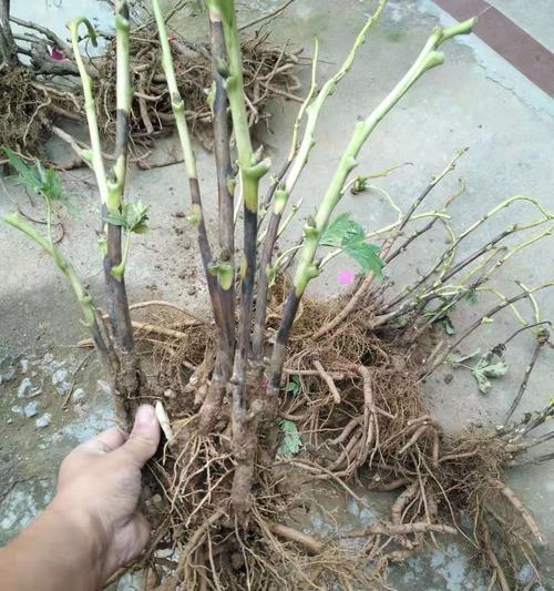 牡丹花金阁好养吗？正确的养护方法是什么？