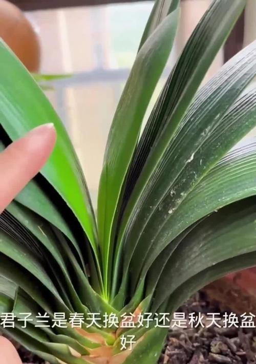 君子兰下天换盆可行吗？换盆后的养护要点是什么？