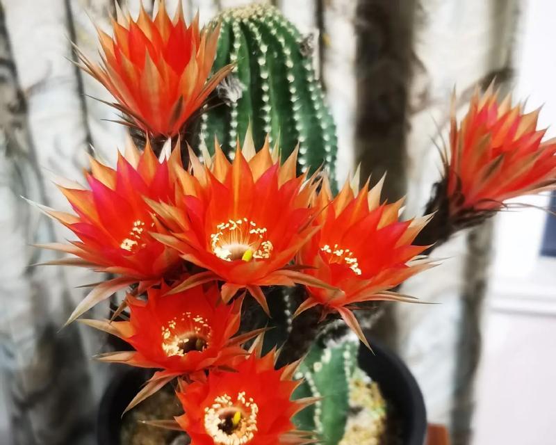 怎样促进彩草仙人球开花？