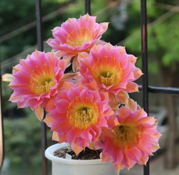 怎样促进彩草仙人球开花？