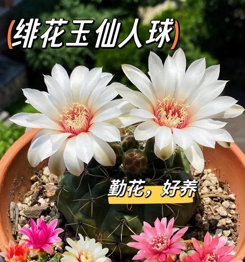 如何培养仙人球使其容易出现锦花？