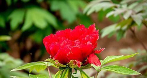 牡丹花是多年生花卉吗为什么？有哪些特性？