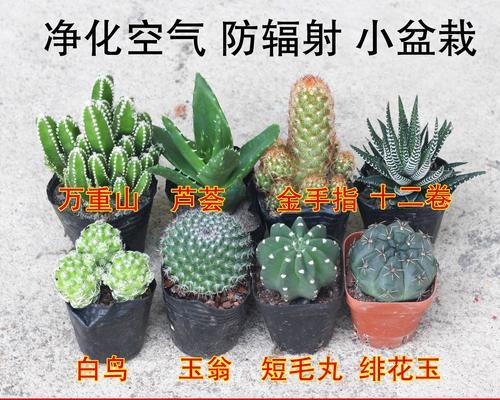 盆栽仙人掌如何防止烂根？