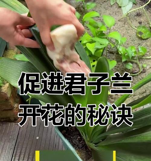 如何促进君子兰开花？