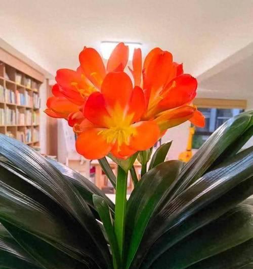 如何促进君子兰开花？