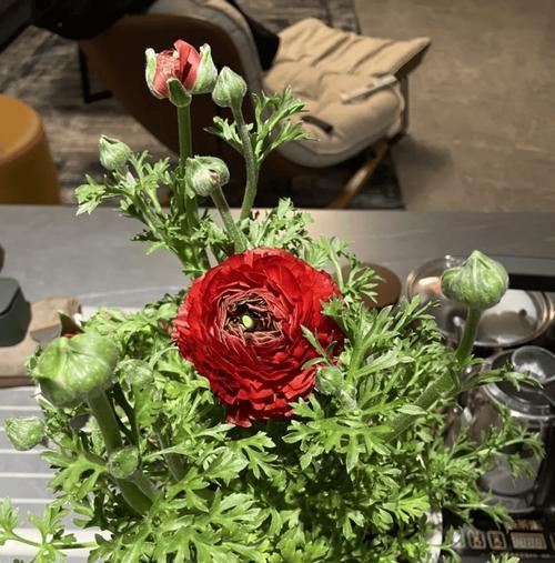 牡丹花如何安全度过夏季？