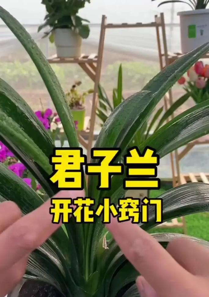 冬季君子兰防晒与养护的正确方法是什么？