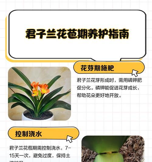 冬季君子兰防晒与养护的正确方法是什么？