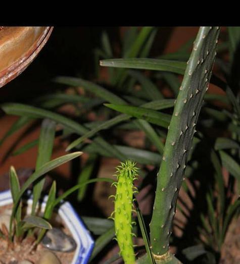 绿森林仙人掌的养护管理技巧有哪些？