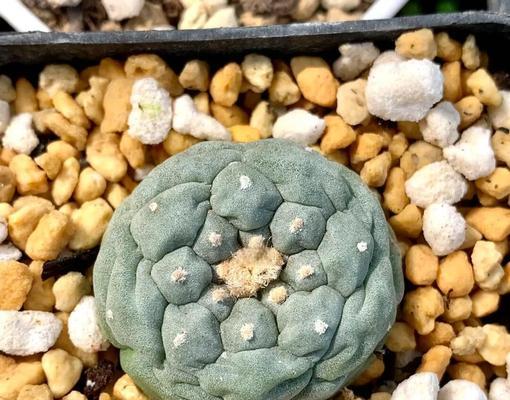 绿森林仙人掌的养护管理技巧有哪些？