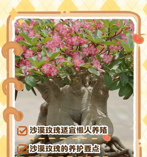玫瑰花正确的浇水方法是什么？