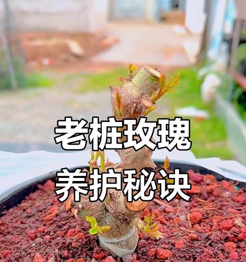 玫瑰花正确的浇水方法是什么？