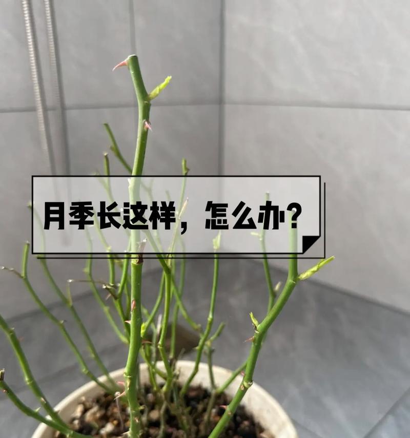 玫瑰花正确的浇水方法是什么？