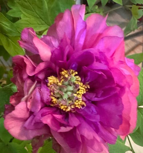 年宵花与牡丹花的主要区别是什么？