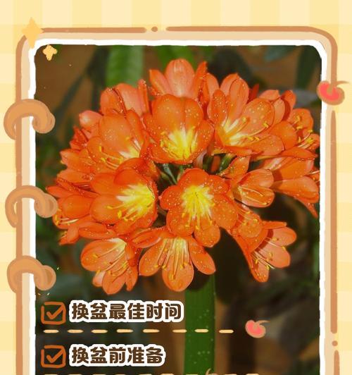 君子兰刚上盆时如何浇水？刚上盆的君子兰浇水好吗？