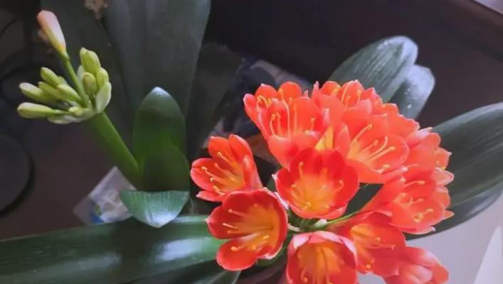 君子兰刚上盆时如何浇水？刚上盆的君子兰浇水好吗？