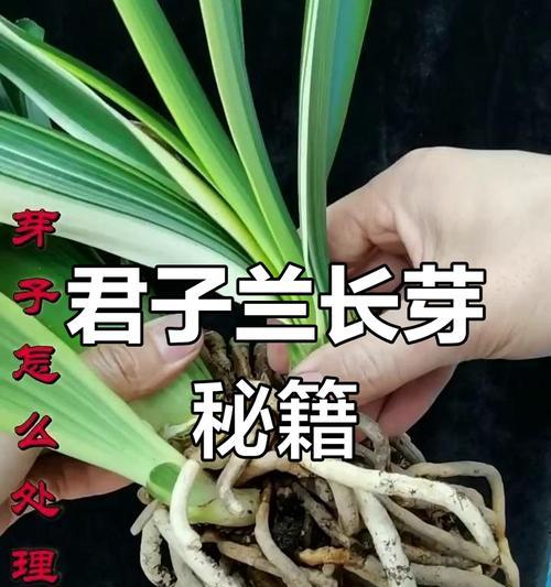 君子兰乱发芽是怎么回事？如何处理？
