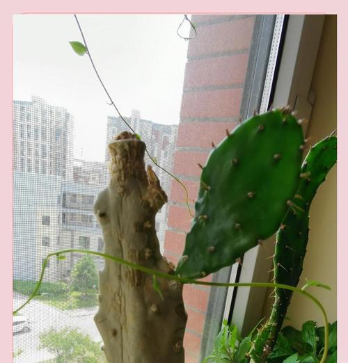 仙人掌枯萎部分的处理方法是什么？