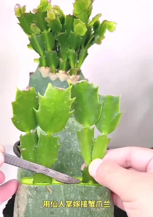 仙人掌枯萎部分的处理方法是什么？