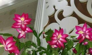 小鸭子花盆仙人掌的养殖方法是什么？