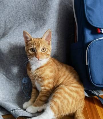君子兰的小猫怎么养活的？有哪些注意事项？