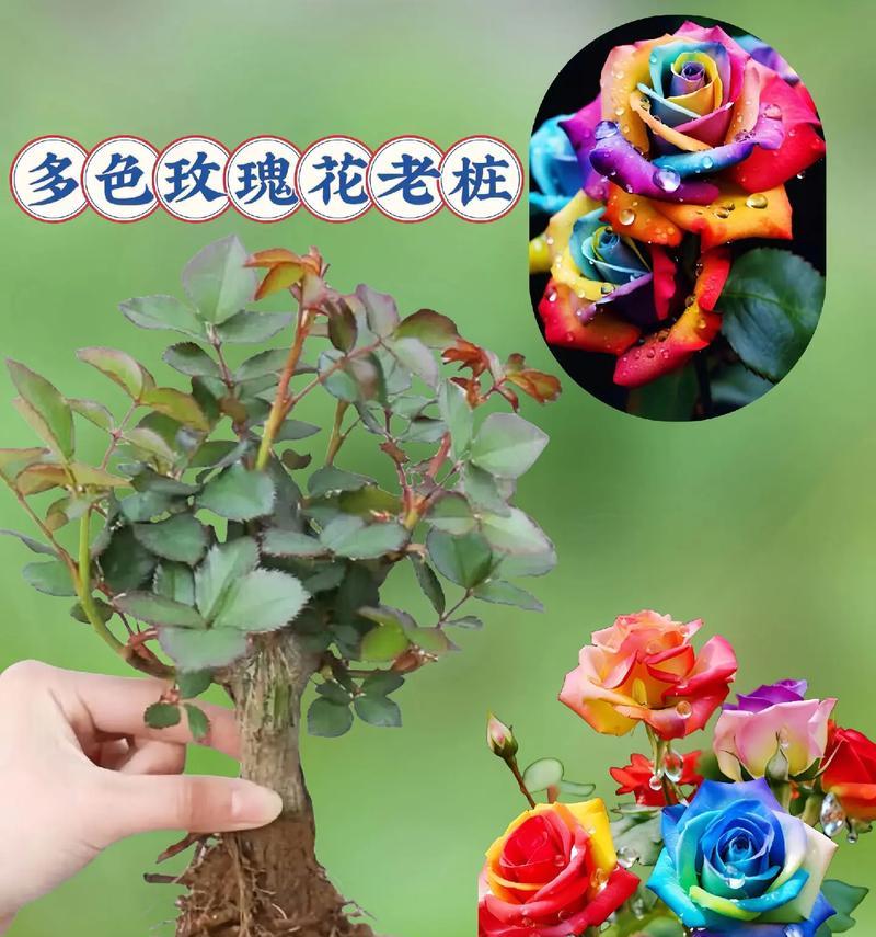 怎么捏玫瑰花的根茎？正确的步骤是什么？